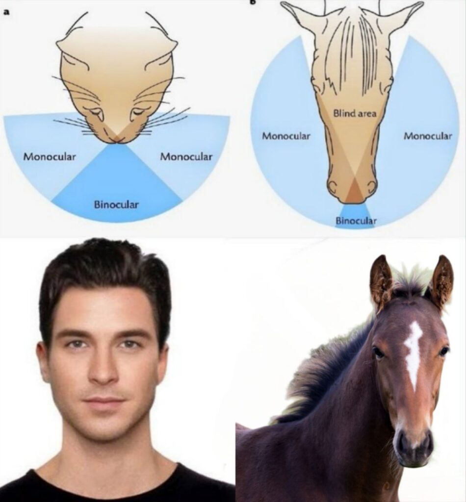 ojos cazador humano vs presa herbivoro