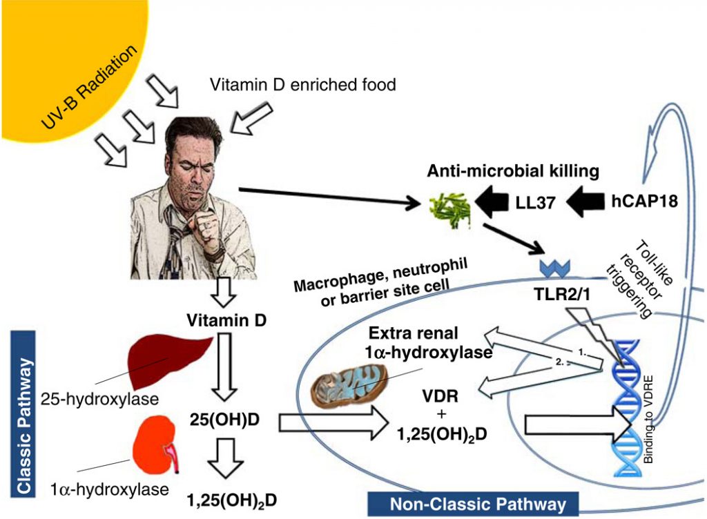 vitamina hormona D3