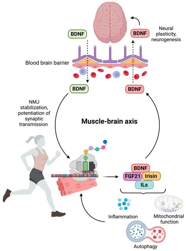 conexion cerebro musculo